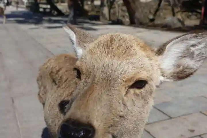 東大寺 法華堂(三月堂)の動物