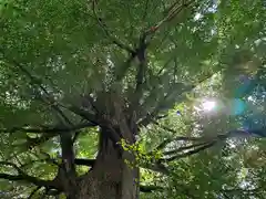 國吉神社(千葉県)