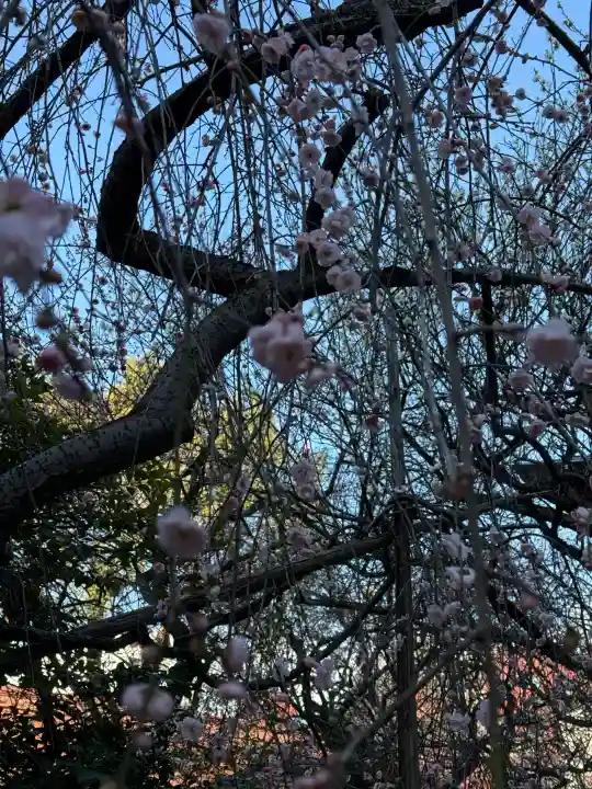 牛天神北野神社の{uncategorized: "未分類", other: "その他", undefined: "問題あり", building: "その他建物", grave: "お墓", sacred_gate: "鳥居", guardian: "狛犬", statue: "像", buddha: "仏像", history: "歴史", nature: "自然", garden: "庭園", animal: "動物", pagoda: "塔", temizu: "手水舎", mountain_gate: "山門・神門", sanctuary: "本殿・本堂", subordinate: "末社・摂社", art: "芸術", scenery: "景色", jizo: "地蔵", ema: "絵馬", goshuin: "御朱印", omikuji: "おみくじ", items: "授与品その他", amulet: "お守り", goshuincho: "御朱印帳", eats: "食事", festival: "お祭り", votive_dance: "神楽", shichigosan: "七五三参", wedding: "結婚式", experience: "体験その他", initially: "初詣", around: "周辺", anti_infection: "感染症対策"}