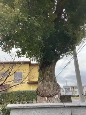 八幡若宮社の自然