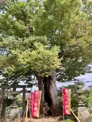 三ツ木神社の自然