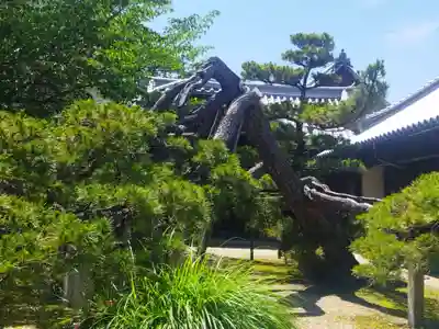 来迎寺(大阪府)