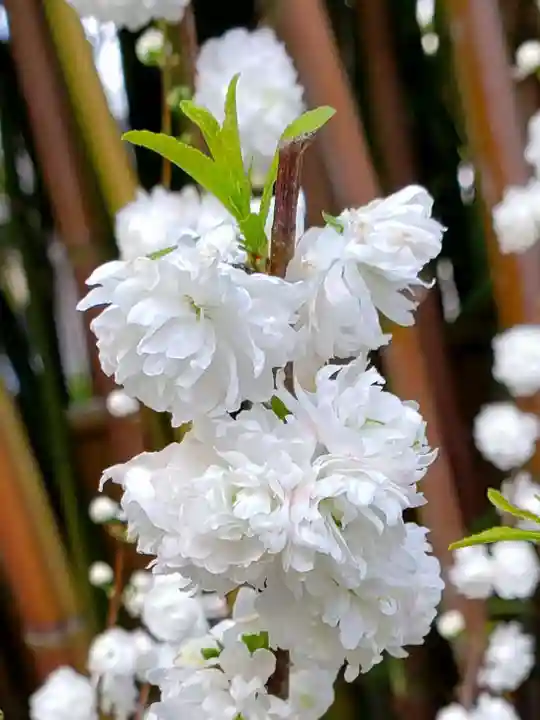 鷺宮八幡神社の自然