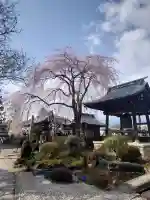 東光寺の{uncategorized: "未分類", other: "その他", undefined: "問題あり", building: "その他建物", grave: "お墓", sacred_gate: "鳥居", guardian: "狛犬", statue: "像", buddha: "仏像", history: "歴史", nature: "自然", garden: "庭園", animal: "動物", pagoda: "塔", temizu: "手水舎", mountain_gate: "山門・神門", sanctuary: "本殿・本堂", subordinate: "末社・摂社", art: "芸術", scenery: "景色", jizo: "地蔵", ema: "絵馬", goshuin: "御朱印", omikuji: "おみくじ", items: "授与品その他", amulet: "お守り", goshuincho: "御朱印帳", eats: "食事", festival: "お祭り", votive_dance: "神楽", shichigosan: "七五三参", wedding: "結婚式", experience: "体験その他", initially: "初詣", around: "周辺", anti_infection: "感染症対策"}