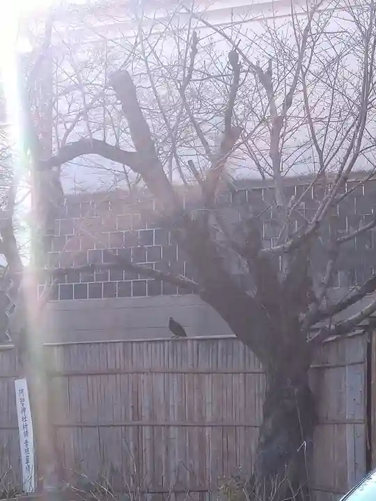 阿智神社の動物