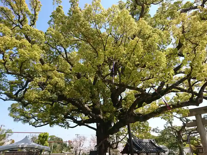 百舌鳥八幡宮の自然