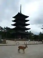 興福寺の塔