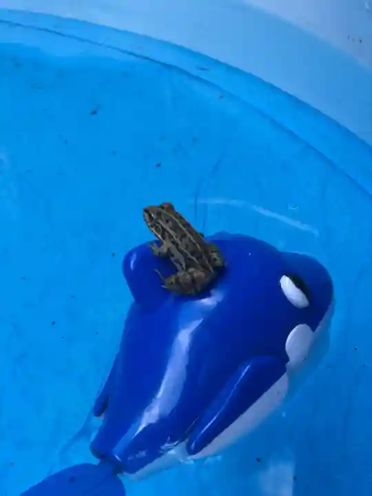 木舟山 順教寺の動物