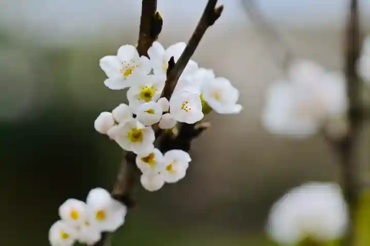 高龍神社(新潟県)