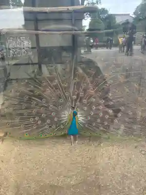 岩槻久伊豆神社(埼玉県)