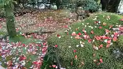 龍安寺の庭園