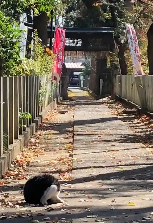 馬場氷川神社の動物