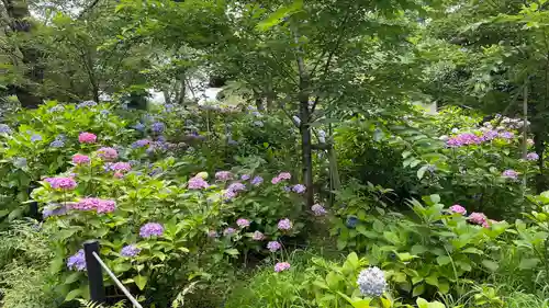 本土寺の庭園