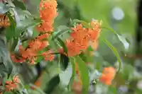 神炊館神社 ⁂奥州須賀川総鎮守⁂の自然