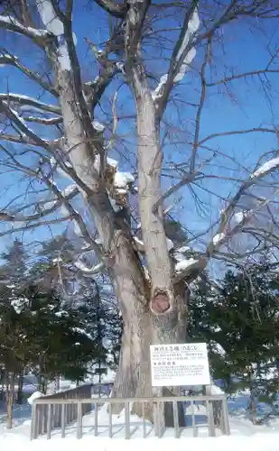 旭川神社の自然