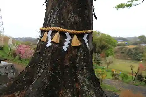 阿久津「田村神社」（郡山市阿久津町）旧社名：伊豆箱根三嶋三社の自然