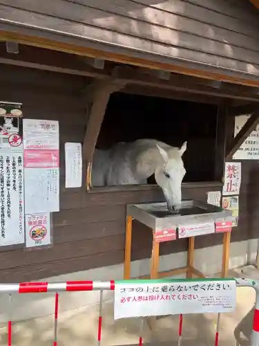 鹿児島神宮(鹿児島県)