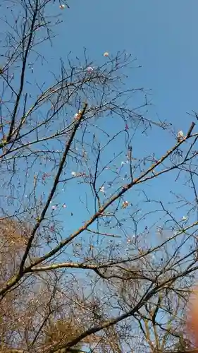 櫻木神社(千葉県)