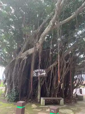 御崎神社の自然