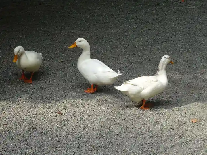 平塚八幡宮の動物