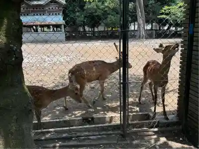 三嶋大社(静岡県)