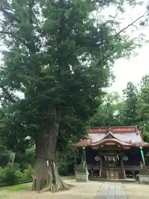 素鵞神社の本殿・本堂