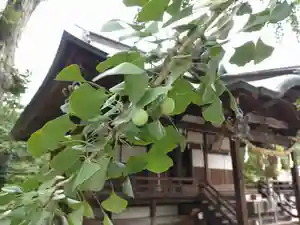 賀羅加波神社の自然(2021年07月17日(土) 12時38分13秒投稿)