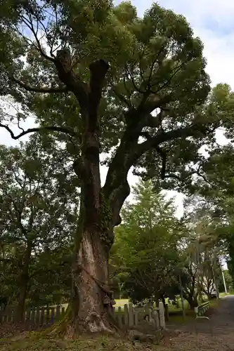 敷島神社(徳島県)