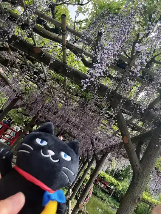 亀戸天神社(東京都)
