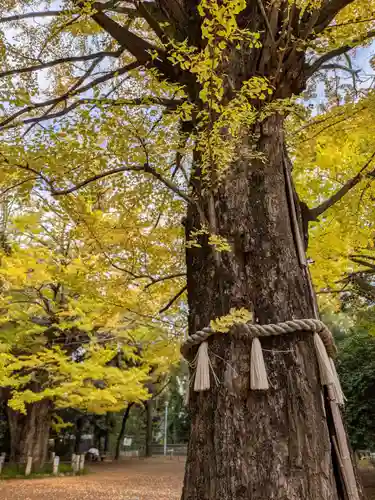 赤坂氷川神社(東京都)