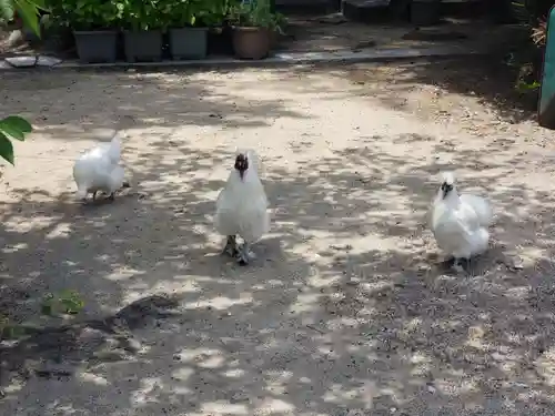中山神社の動物