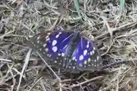 国宝 大法寺の動物