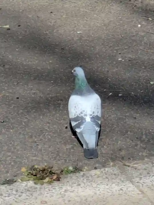 中川氷川神社(東京都)