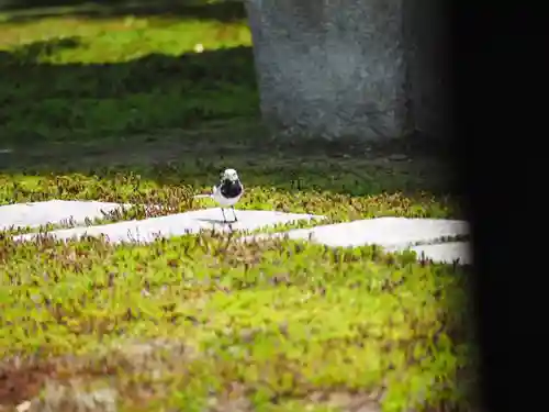 長壽寺（長寿寺）の動物