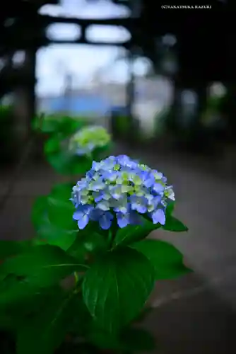 篠原八幡神社(神奈川県)