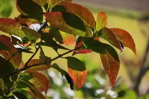 長屋神社の自然