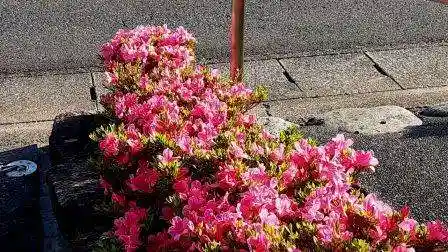 西方山極楽寺の自然