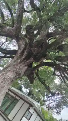 平野神社(京都府)