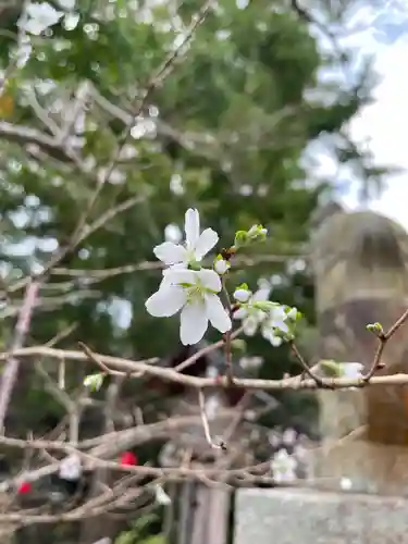 鶴峯八幡宮の自然