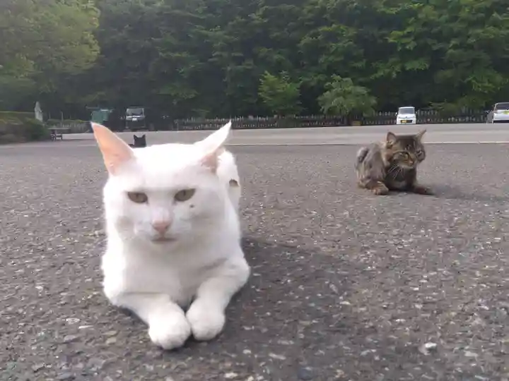御誕生寺(猫寺)(福井県)