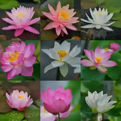 極楽山　浄土寺(北海道)