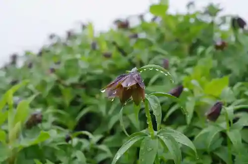 白山比咩神社　奥宮の自然
