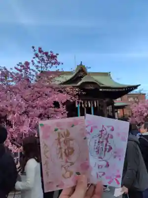 花帯御朱印と河津桜御朱印