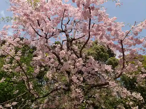 代々木八幡宮の自然