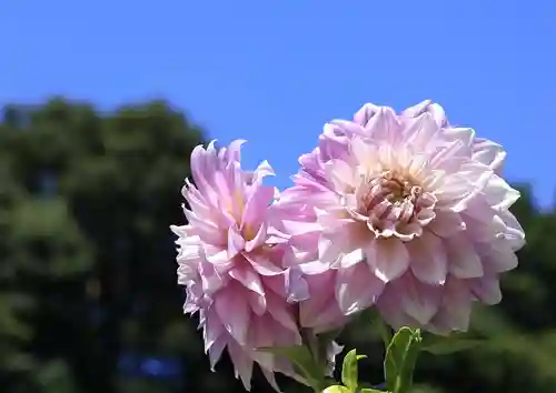岡寺（龍蓋寺）(奈良県)