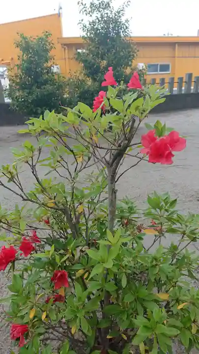 神明社(国府宮神明社)の自然