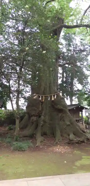 沓掛香取神社の自然