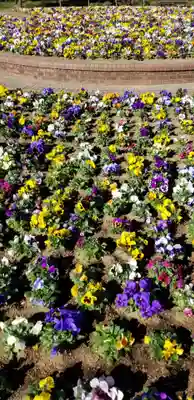 庚申神社の自然