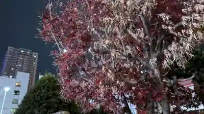 豊川稲荷札幌別院(玉宝禅寺)の自然