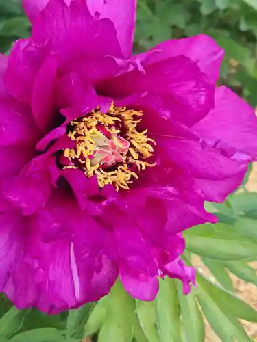箭弓稲荷神社(埼玉県)